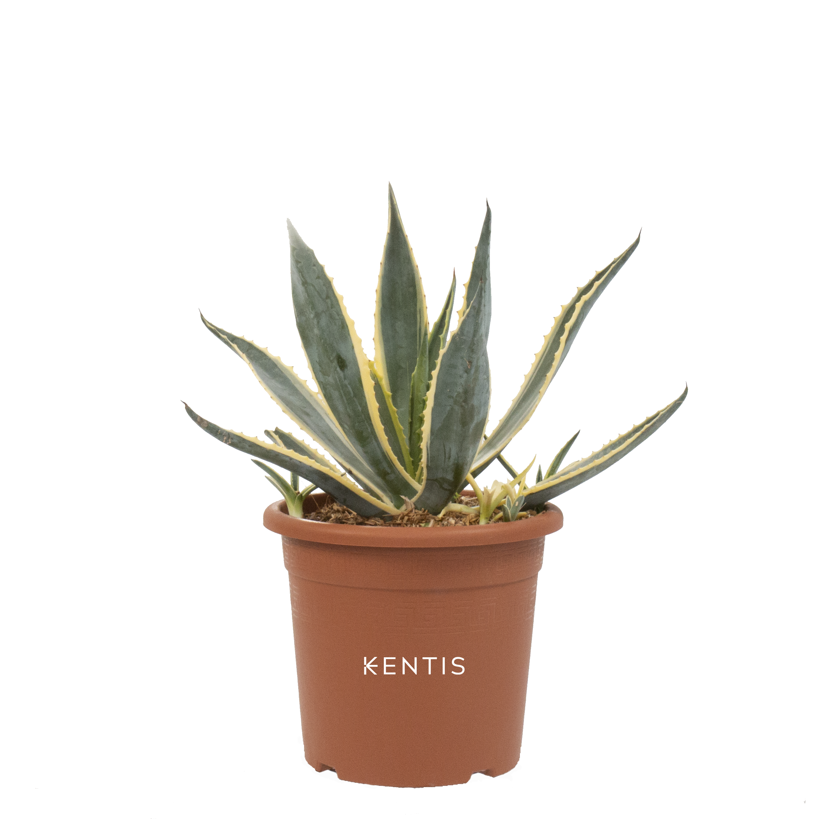 Agave Americana Variegata con logo