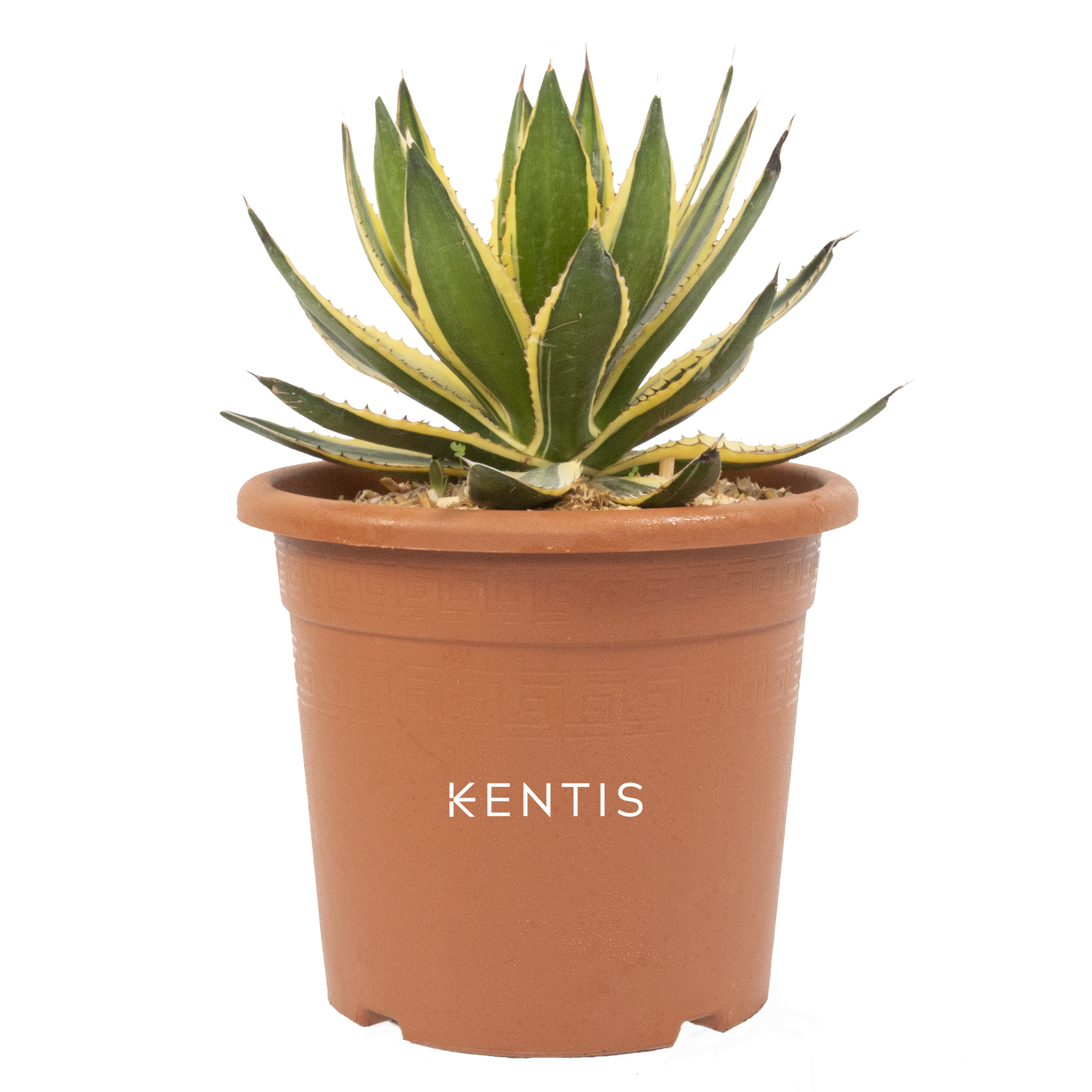 Agave Quadricolor con logo