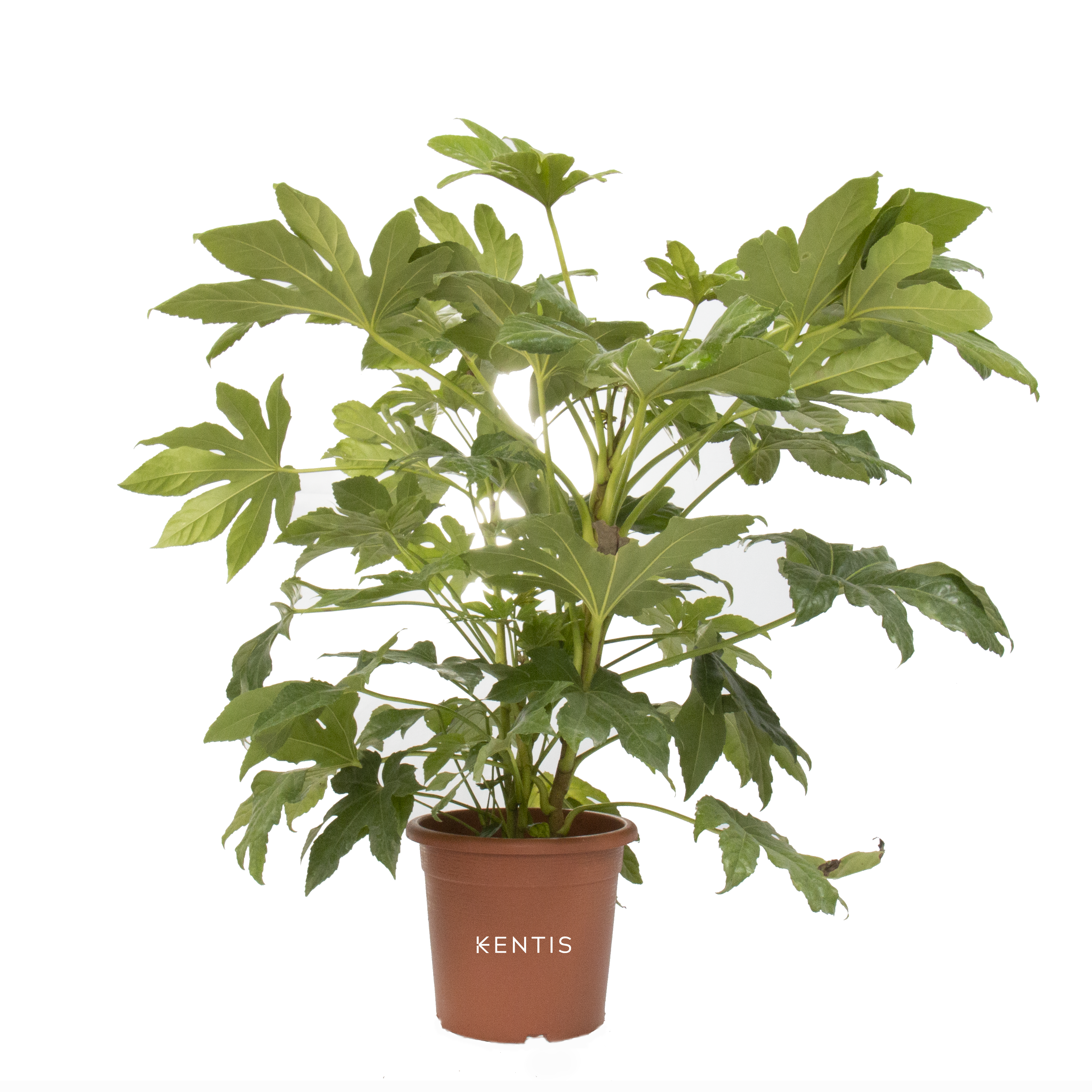 Aralia Fatsia Japonica con logo
