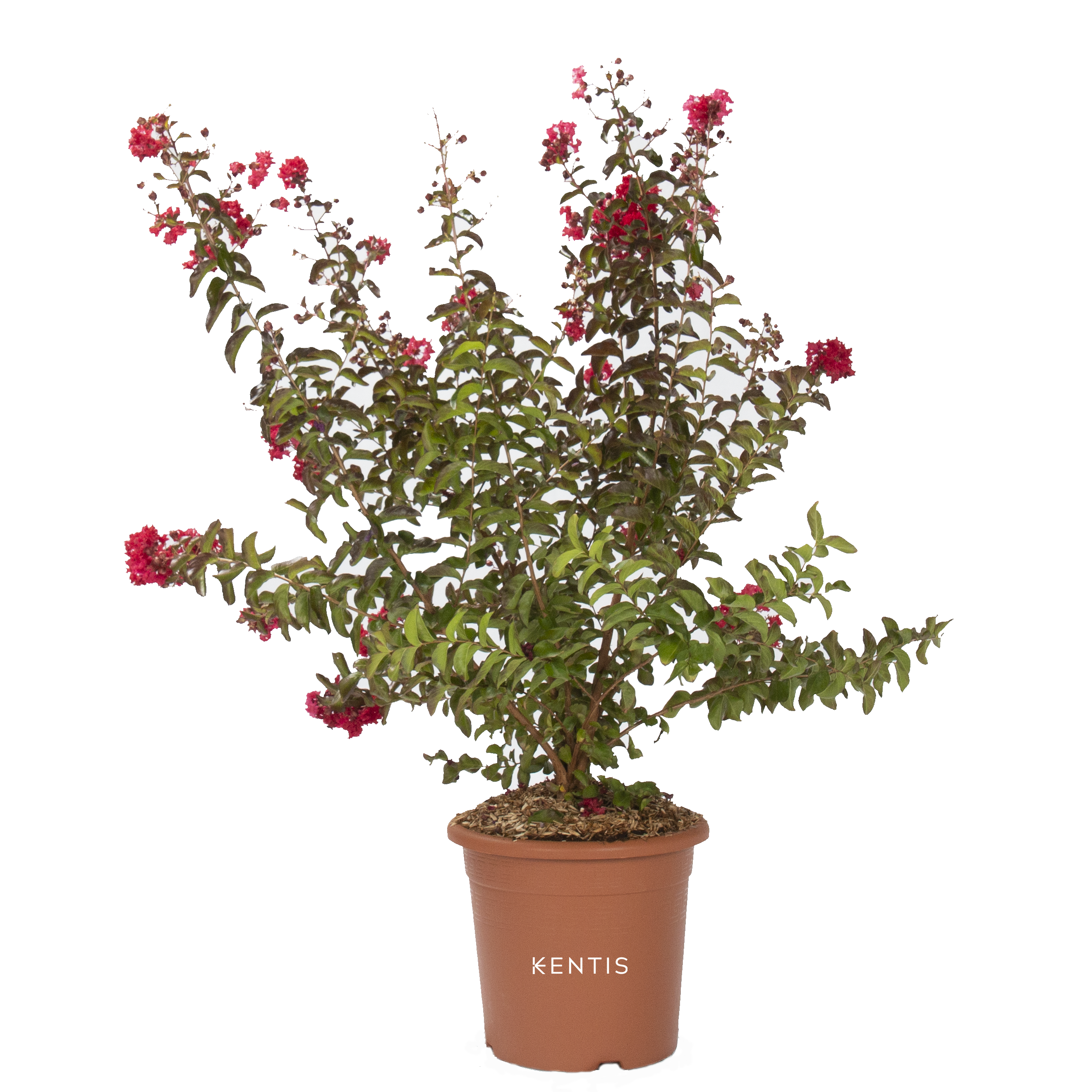 Lagerstroemia Indica Dynamite con logo