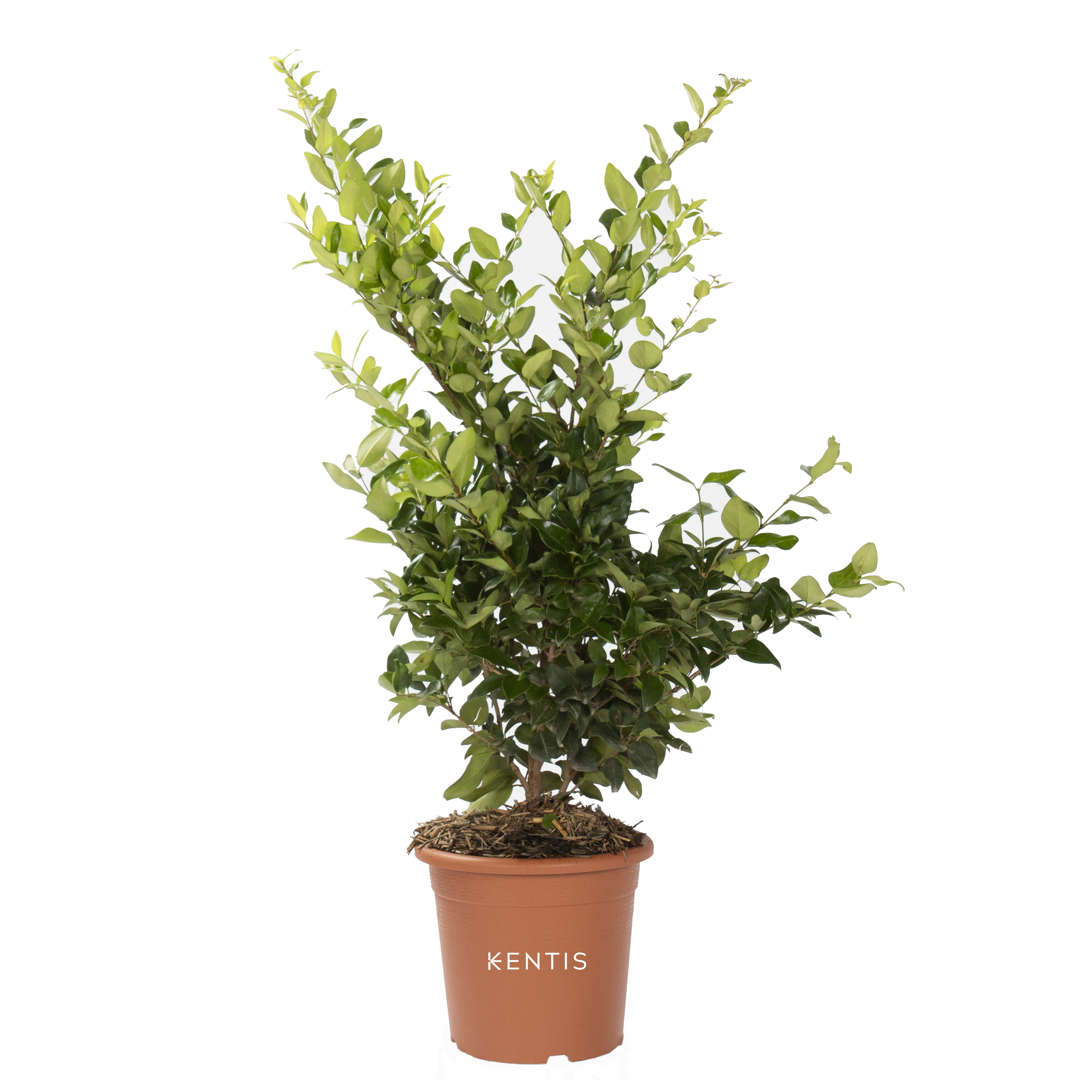 Ligustrum Texanum con logo