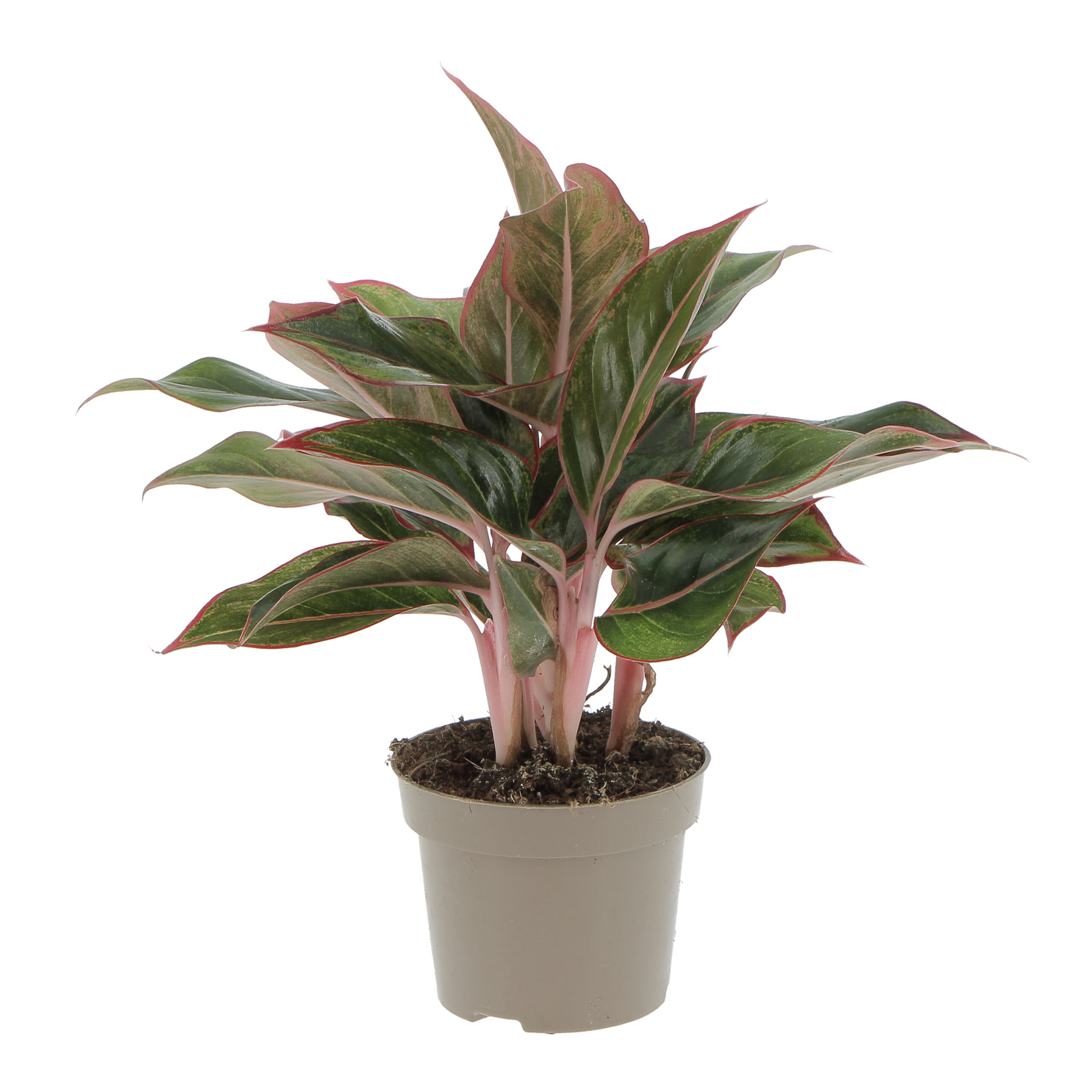 PTG-Aglaeonema-Light-Star-v12-h35-0001_0005_Livello 1