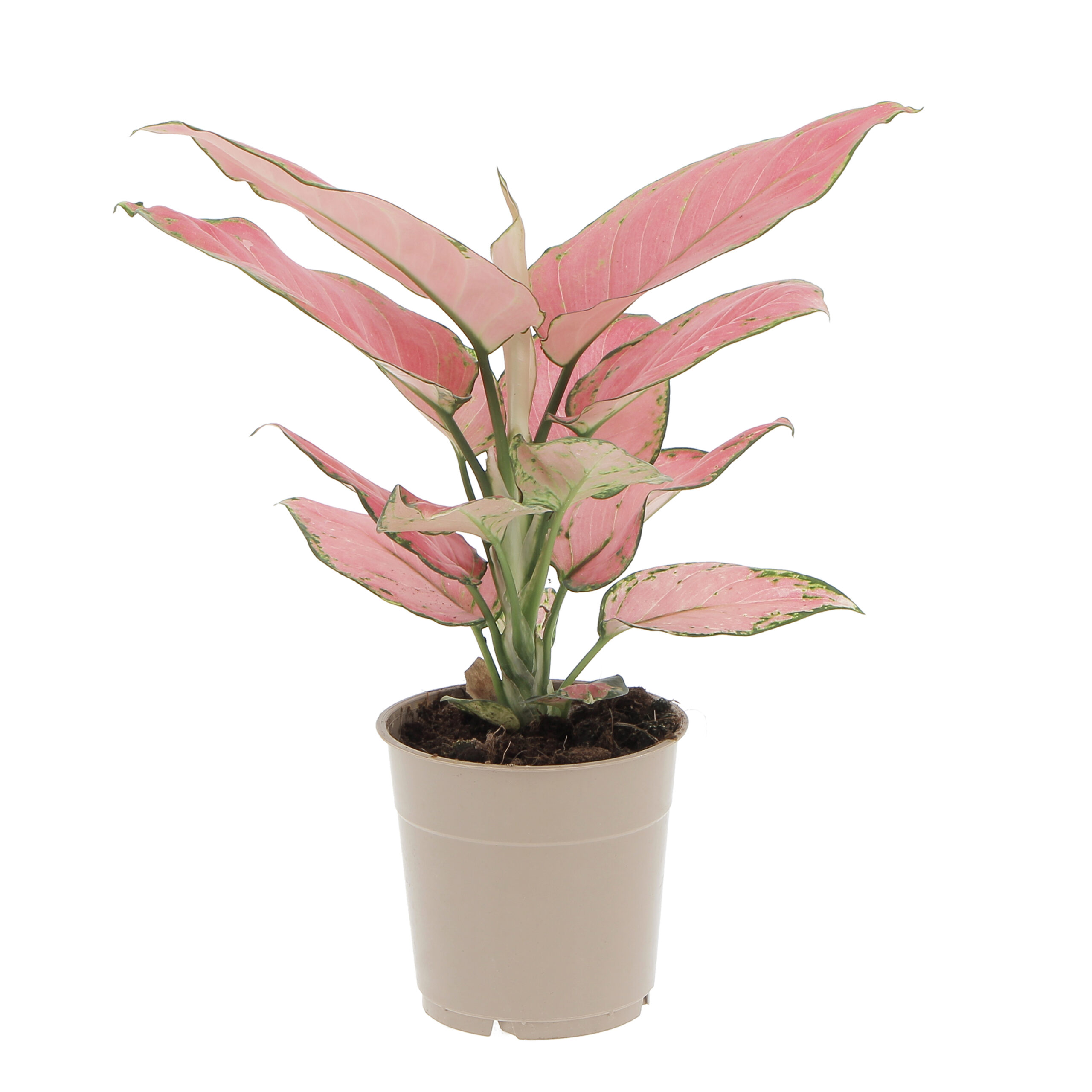 PTG-Aglaeonema-Pink-Star-v12-h35_frontale