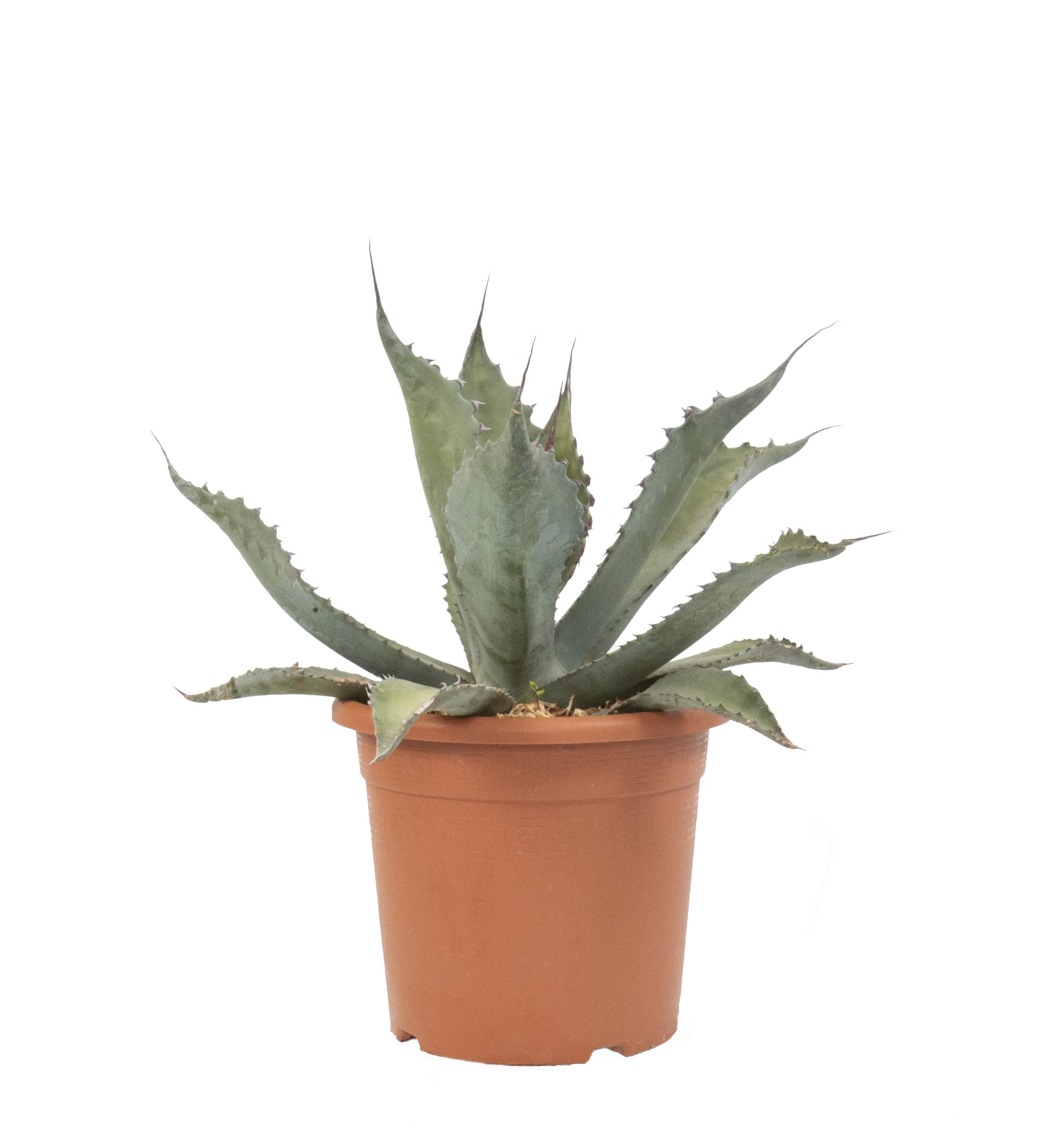 Agave Ferox (1)