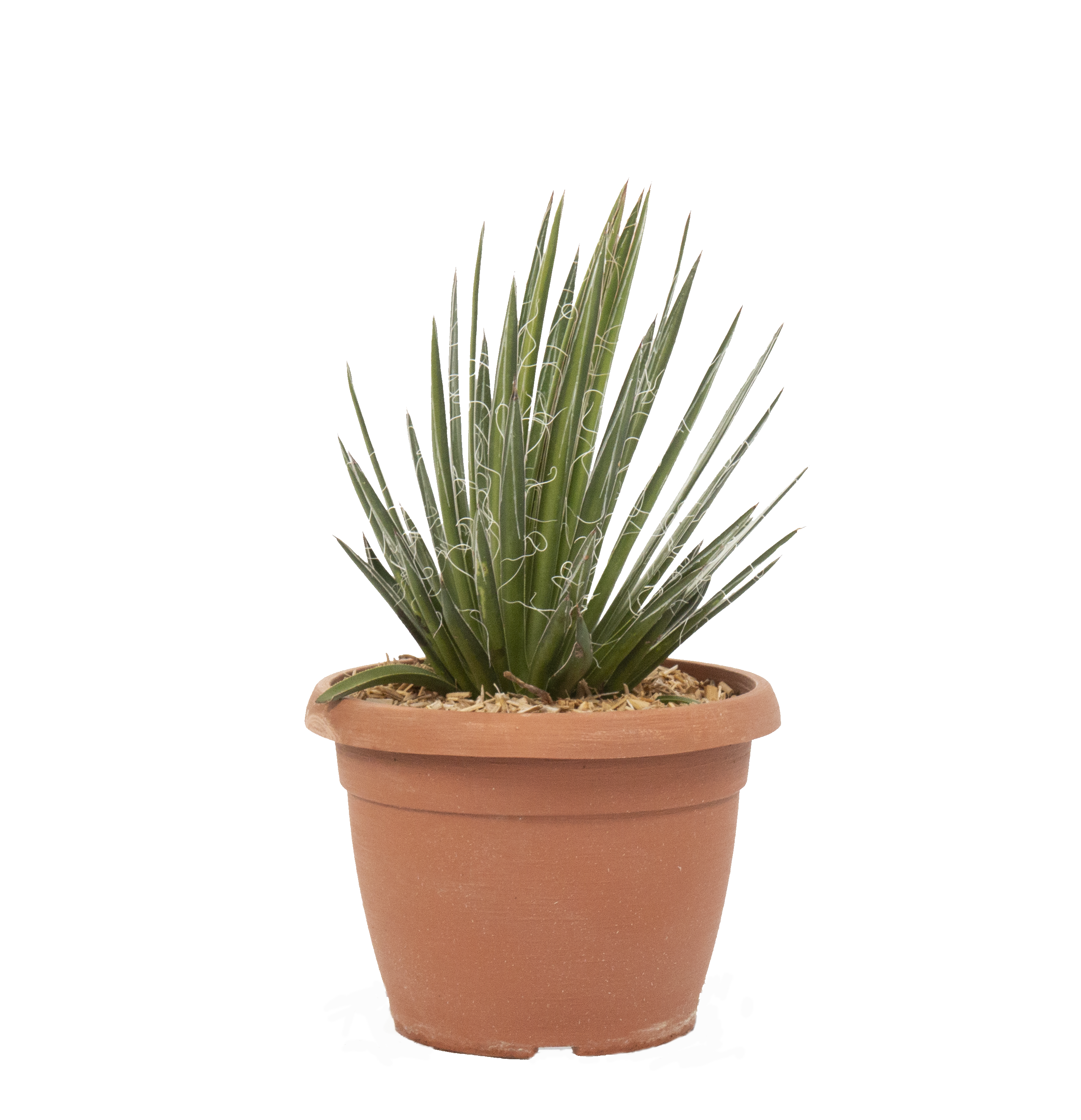 Agave Filifera_ (3)