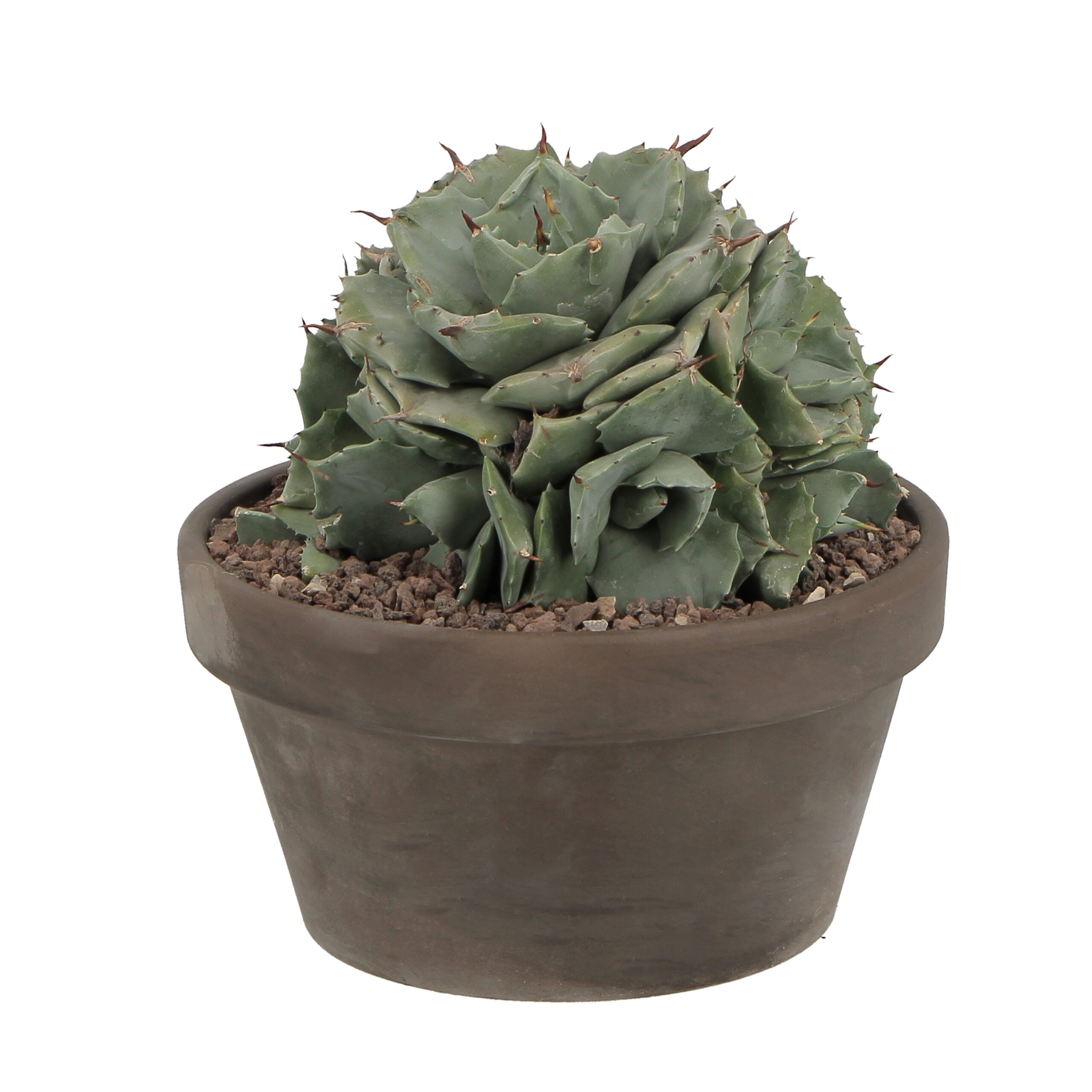 PTG-Agave-Potatorum-Versschaffelti-shoji-raijin_frontale