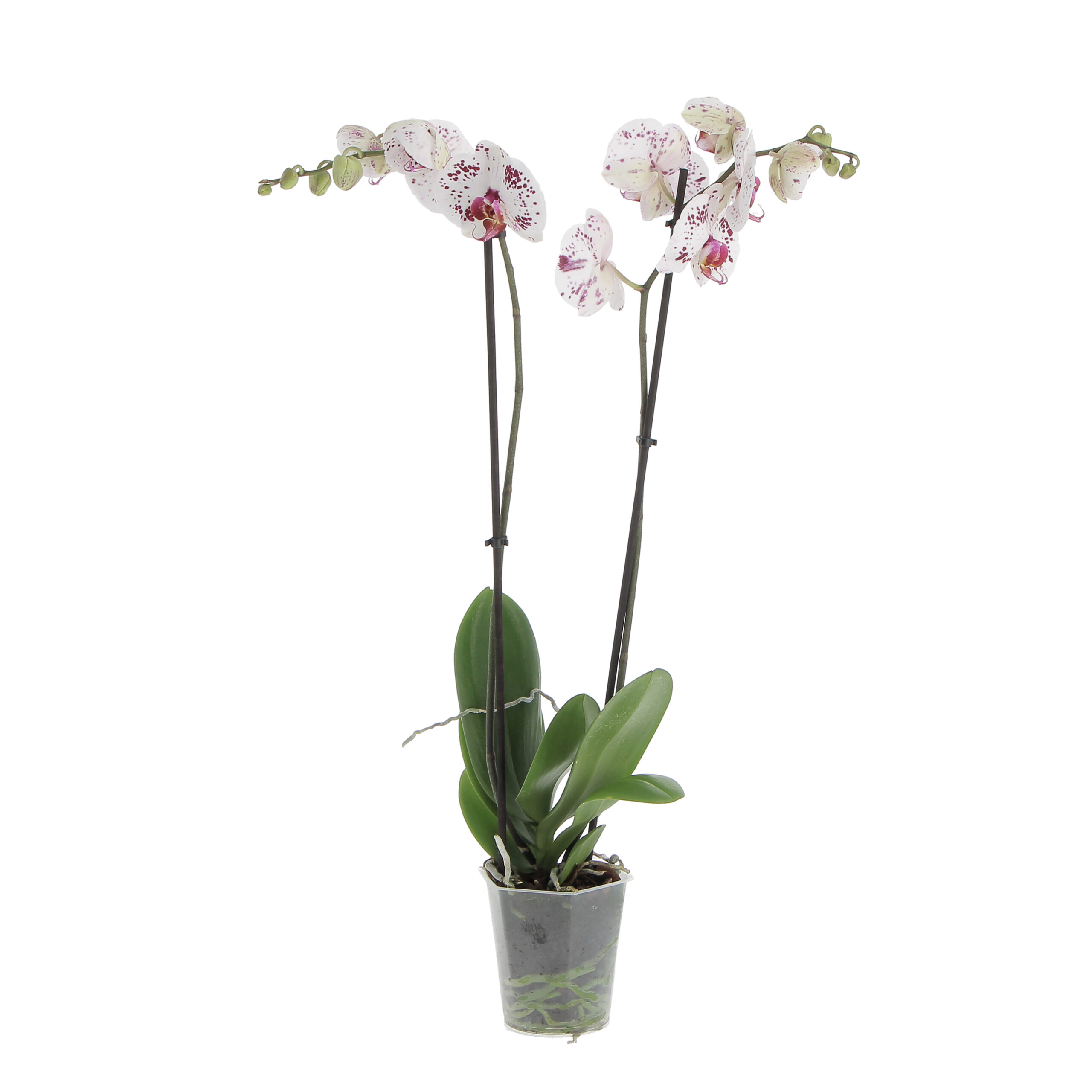 PTG-Phalenopsis-bicolore-v12-h70_0007_Livello 1