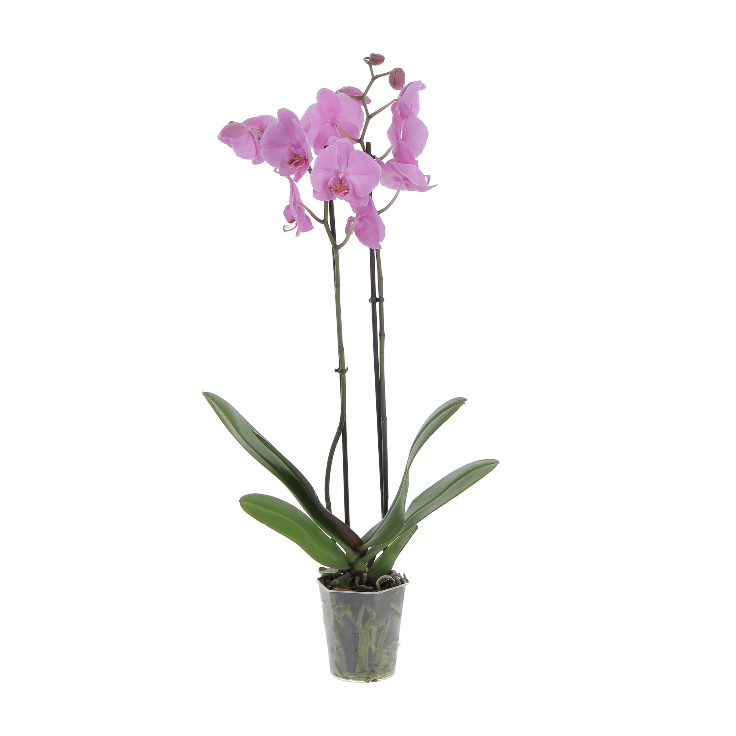 PTG-Phalenopsis-rosa-v12-h70_frontale