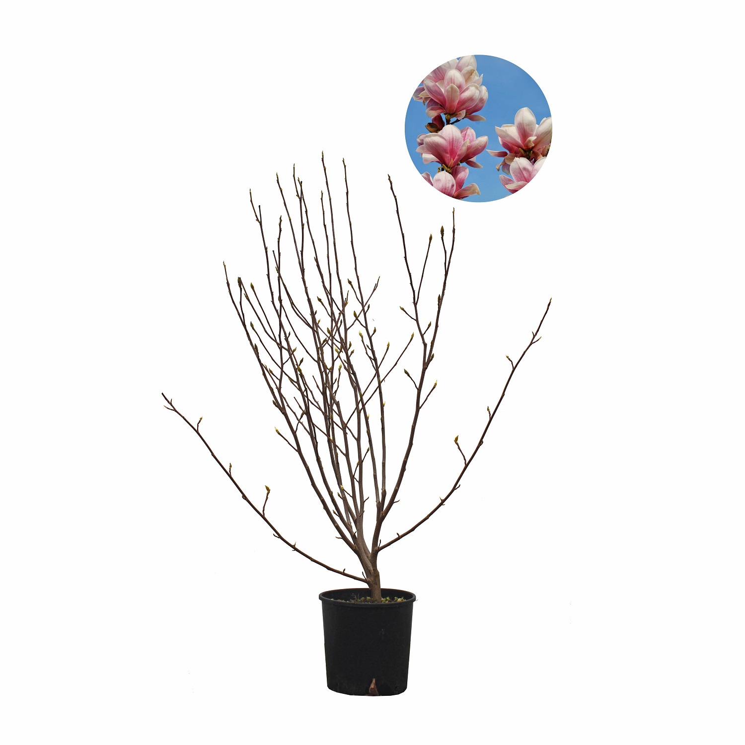 ALBERO pianta vaso giardino k-p86 MAGNOLIA soulangeana 1x TULIPANI-Magnolia 